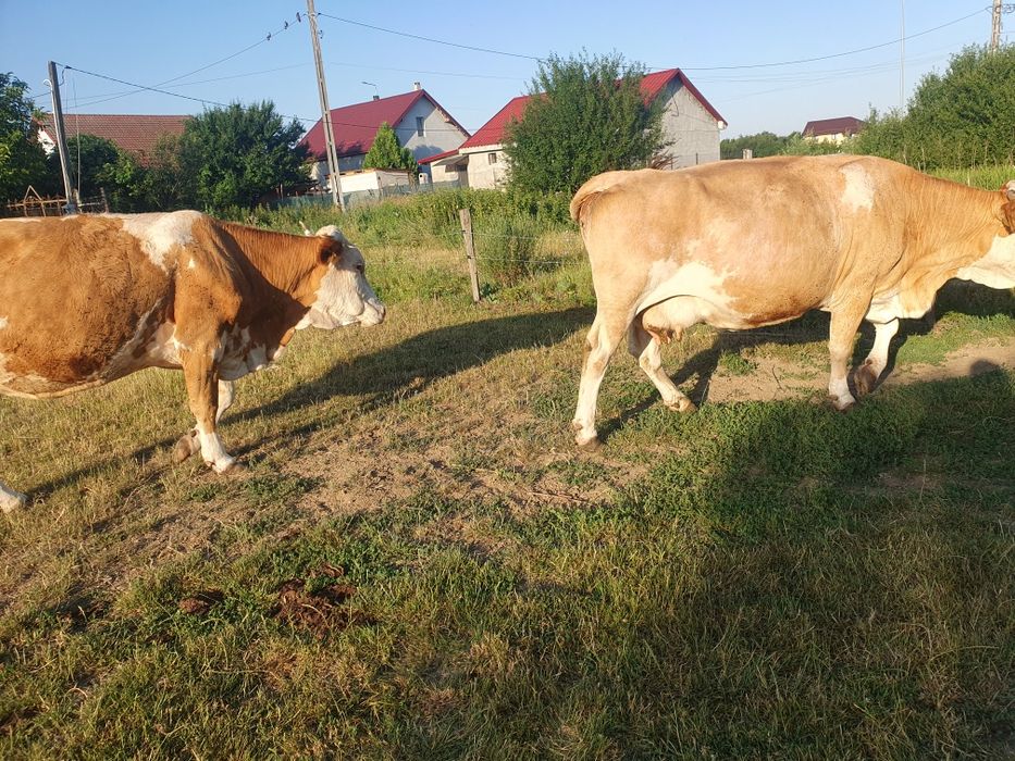 Vand 2 vaci baltate