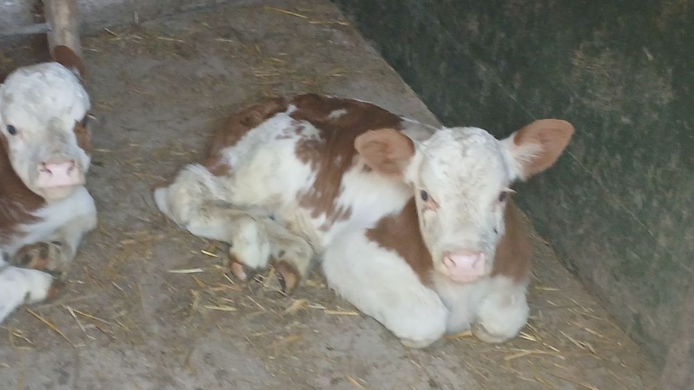 Vitei 1-3 saptamani jumate si intarcati