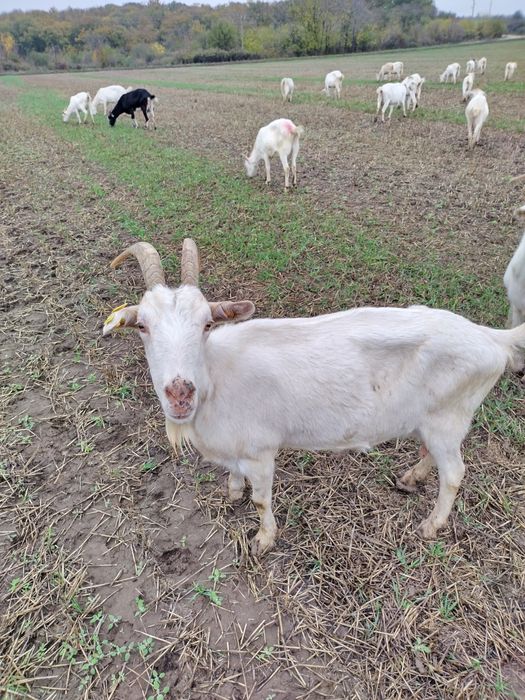 Продавам кози ББМ