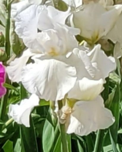 Ирисы садовые, разные