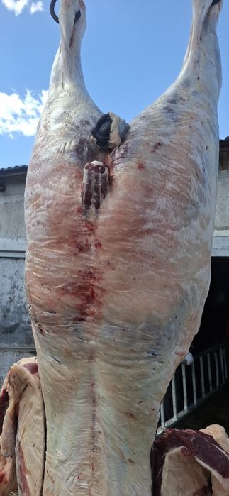 Конина продажа байтал ту бие