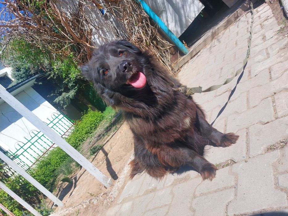 Собака в добрые руки