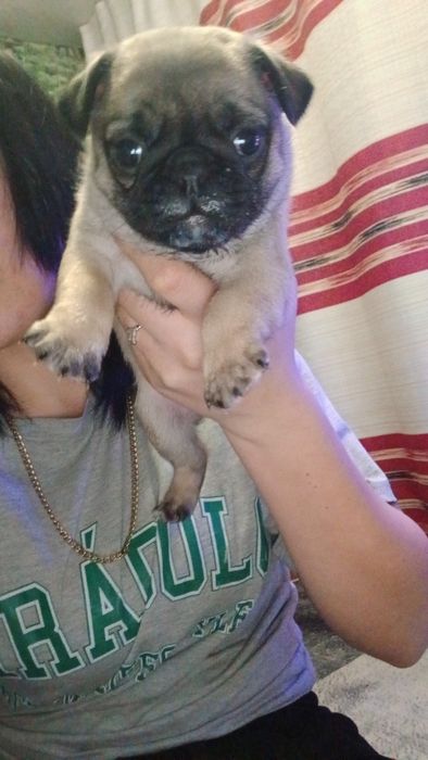 Продаются щенки мопса