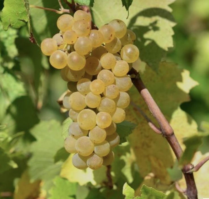 Struguri de vin reolta 2026.