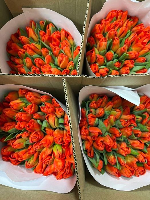 Тюльпаны ОПТОМ ПРЕМИУМ качество