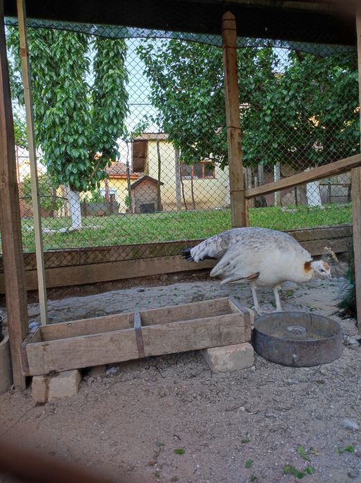 Пауни чернокрили