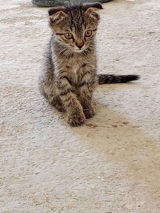 Мушукча  Котёнок