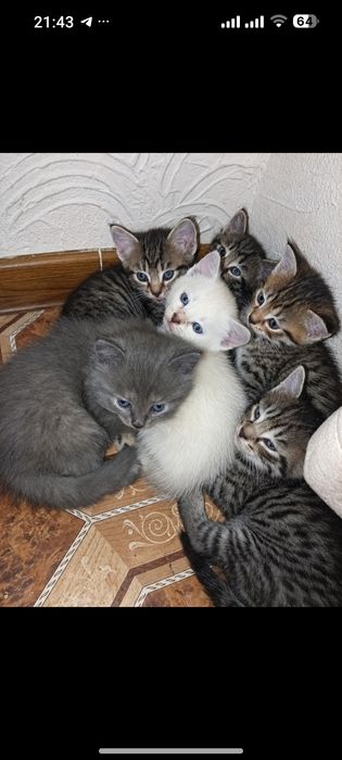 Отдам котят в добрые руки