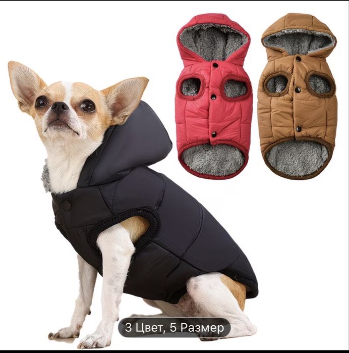 Курта лля собаки Астана