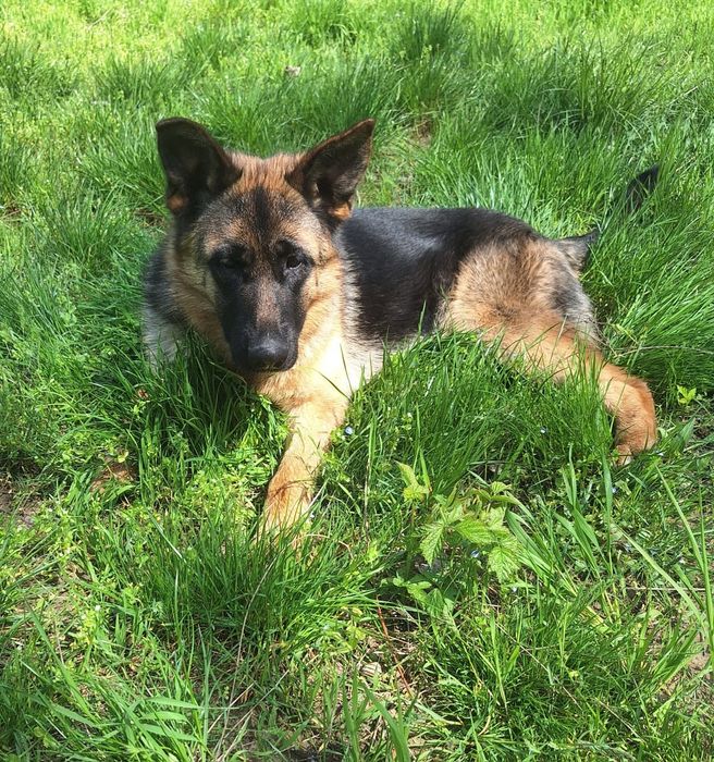 Femela ciobănesc german linie de show