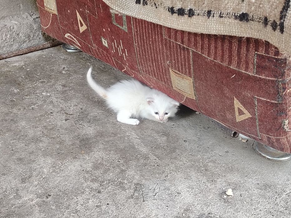 Отдам котят в добрые руки
