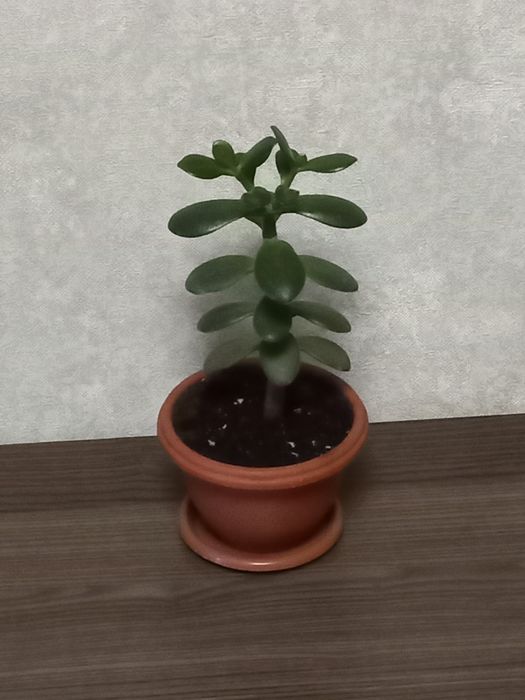 Продам денежное дерево