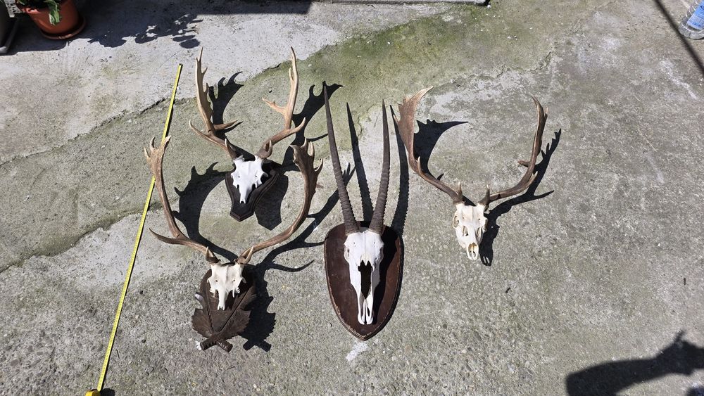 Coarne cerb si antilopa oryx