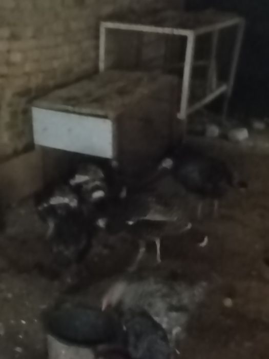 Куркалар сотилади