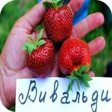 Рассада клубники ассортимент