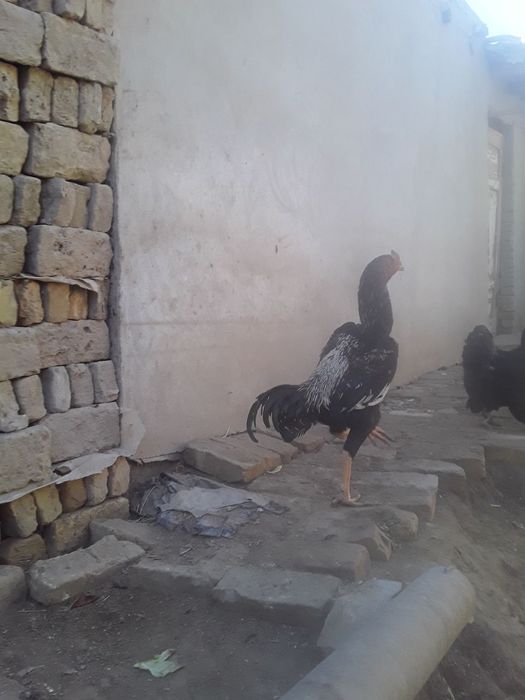 Vork tovuq xo'rozlar jo'jalar