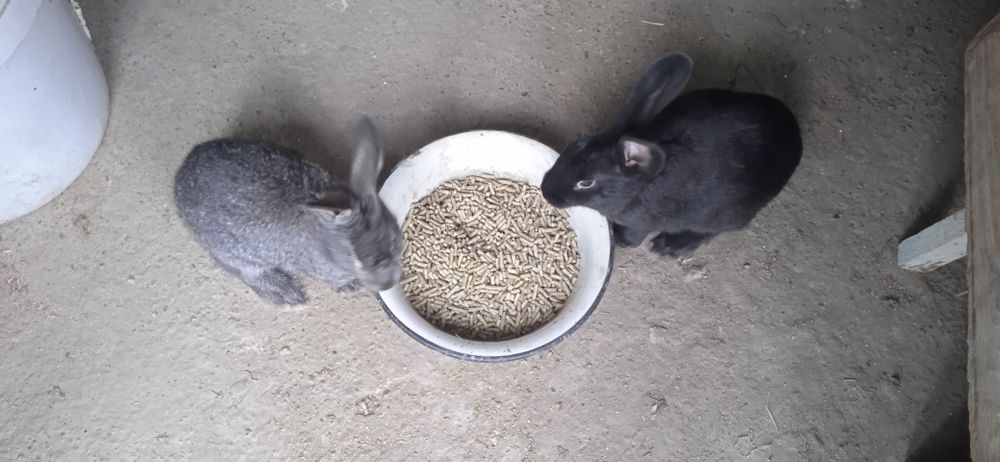 Reks va vilikan quyon