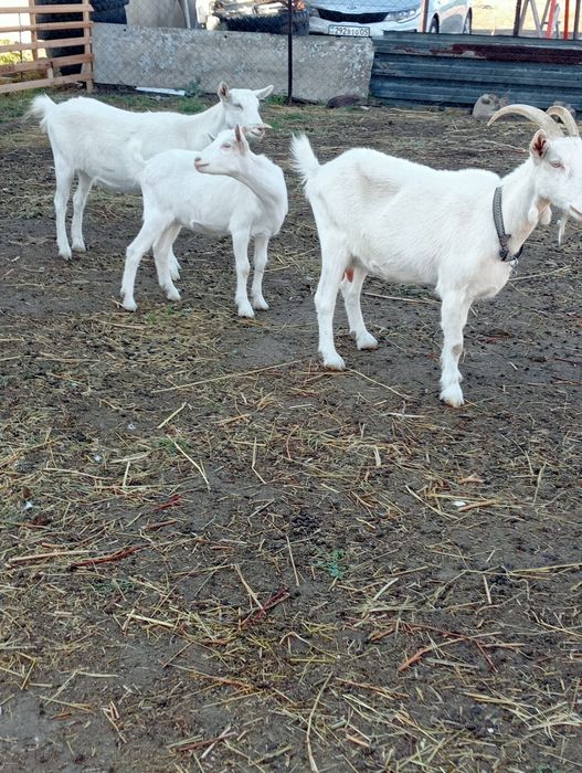 Сауын ешкі лағымен сатылыды