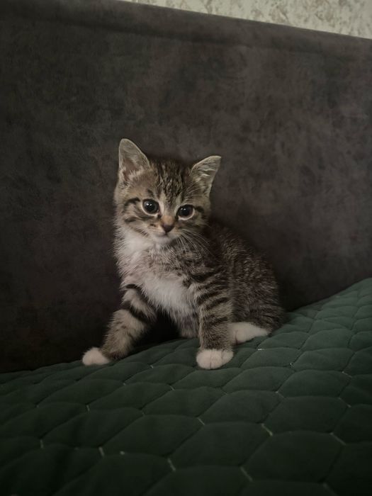 Отдам    котенка   девочка