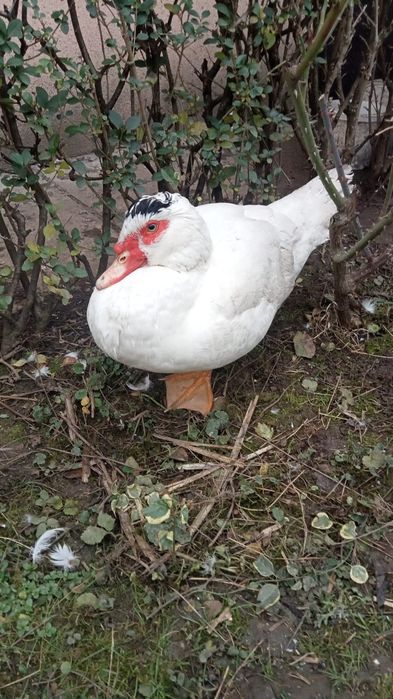 Vând ratoi lasesc / ratoi mut