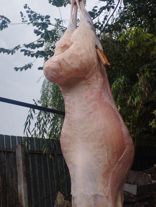 Бараны Кой в городе г Алматы