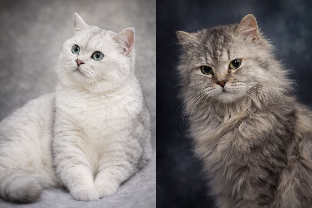 Zotli mushukchalar sotilad MARGILONDA telegrdam yozing
Ota onasi surat