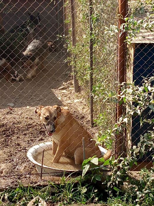 Собаки девочки в добрые руки.