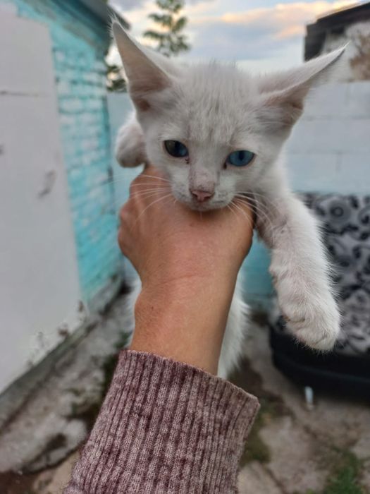 Котик в поиске лучшей семьи