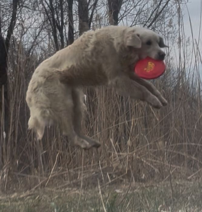 Золотистый ретрирвер для вязки