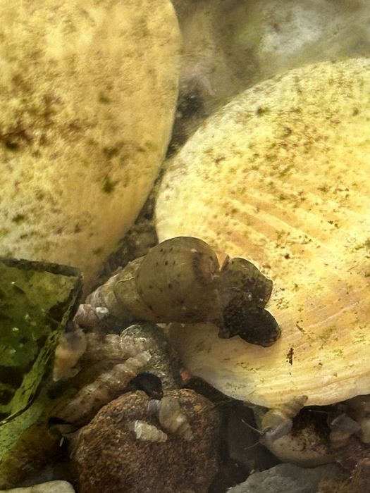 Улитка есть Город Актау срочно продам