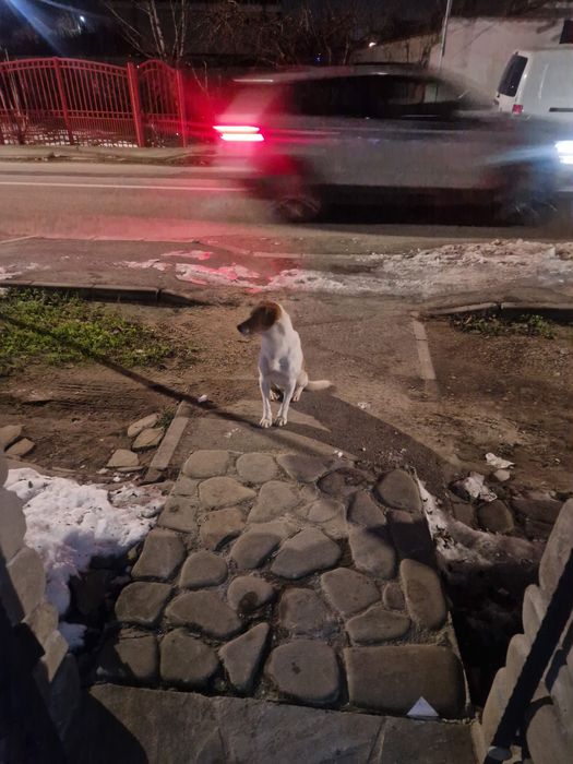 Adoptie curte catel caine jucaus