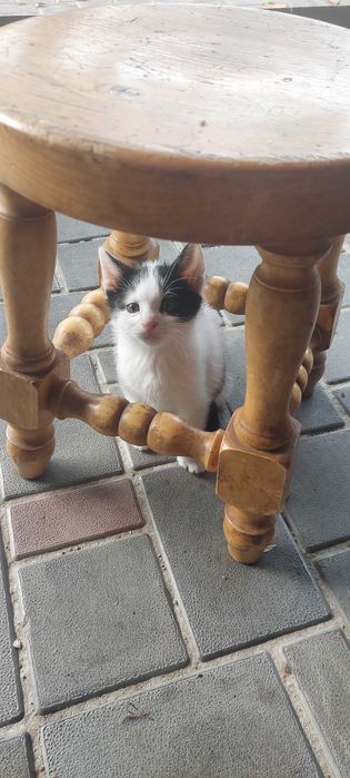 Nicu, Costi, Marcel si Mira pisoiasi mici