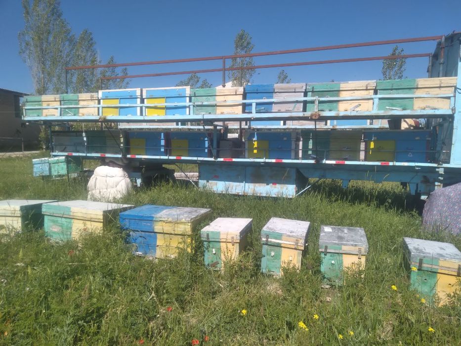 Diqqat!Asalari uyalari sotiladi.Holati yangi