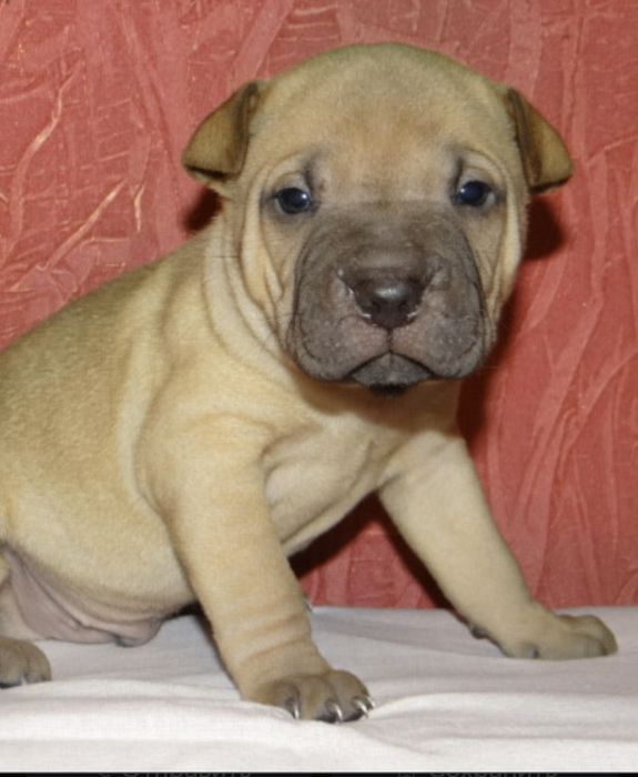 Продам щенков  шарпея