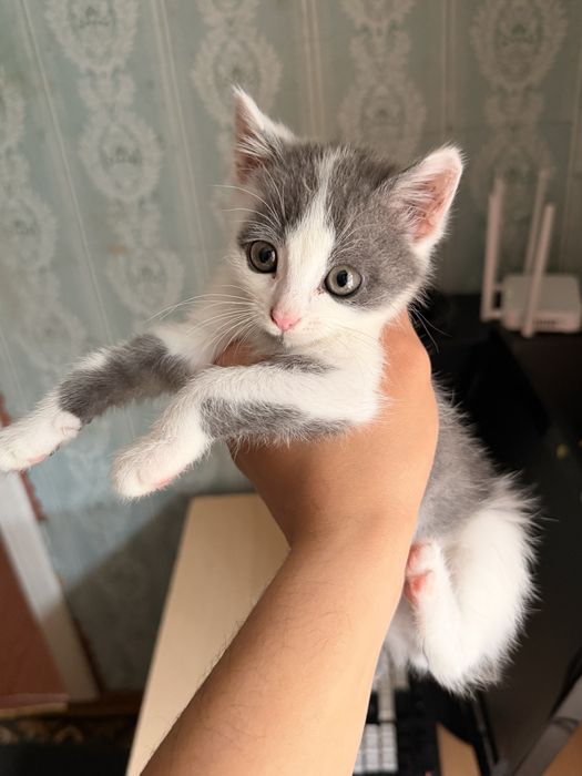 Отдам котенка бесплатно девочка