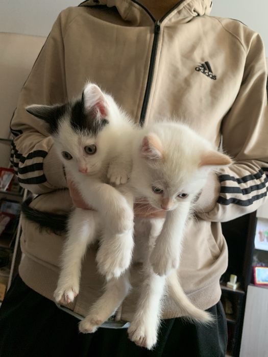 Отдам котят в хорошие добрые руки