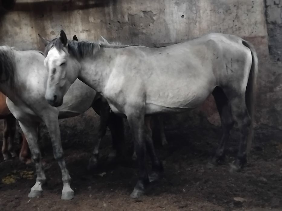2 бие сатылады 4 жасар