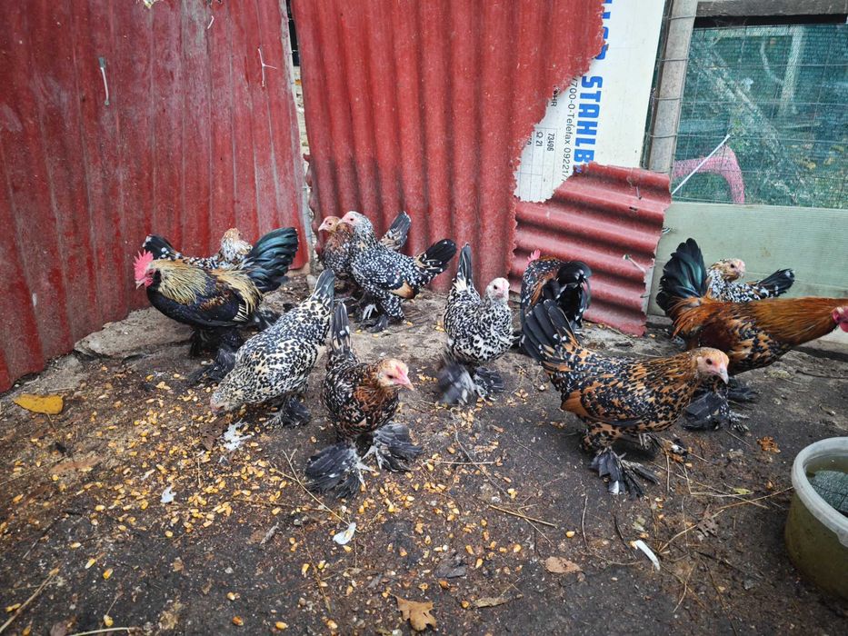 Familie de găini mii de florii