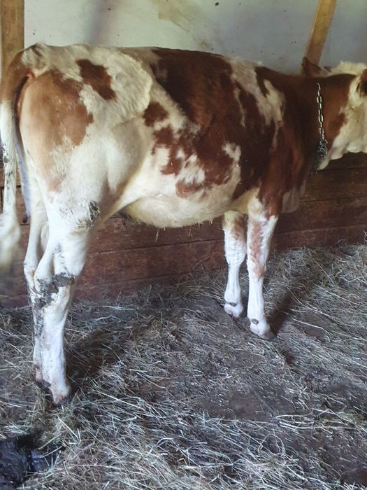 Vand juninci baltate