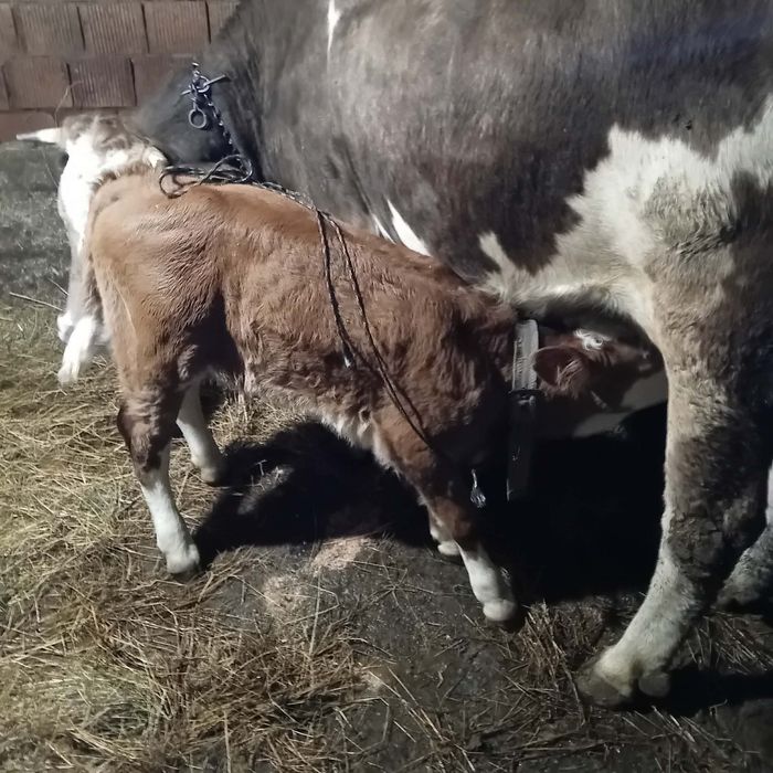 Vând vita de 5 săptămâni