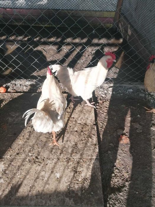 Петли свободно гледани