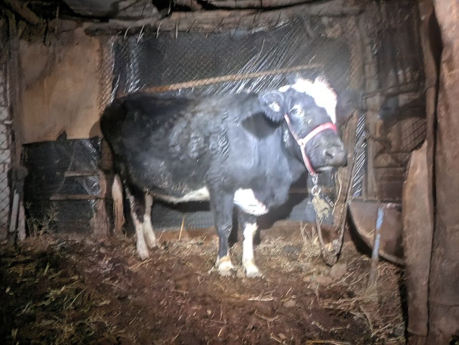 Sigir 3-qorin, bug‘o‘z 7 oylik