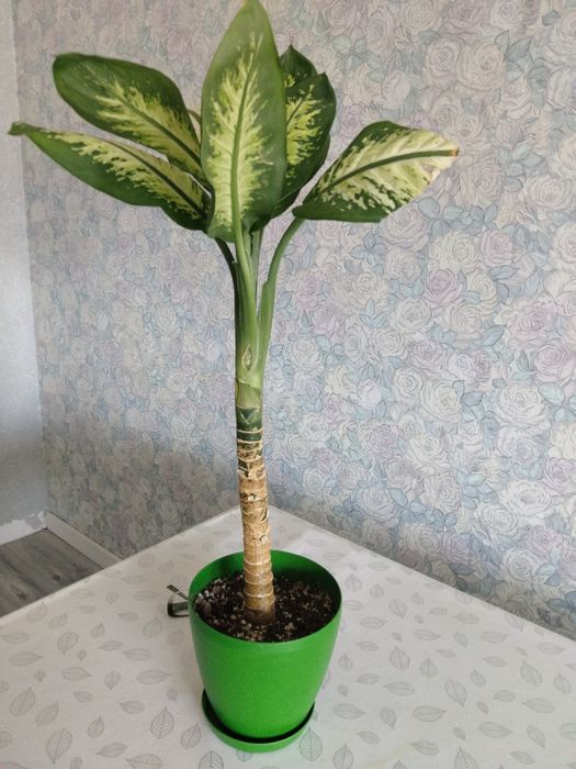Продам комнатные растения