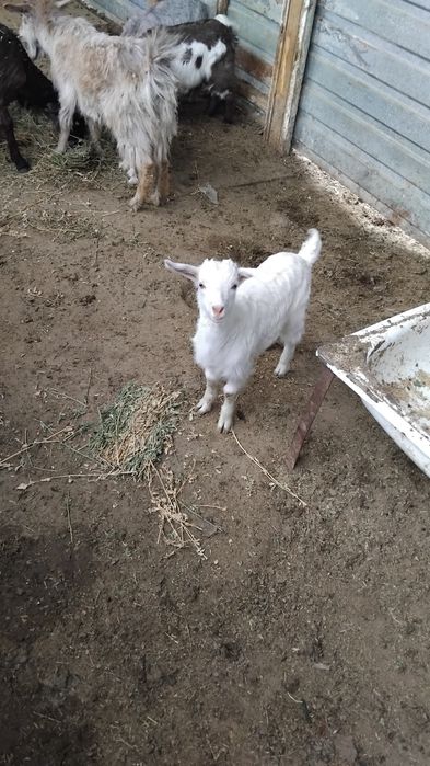 Орыс лақ сатылады