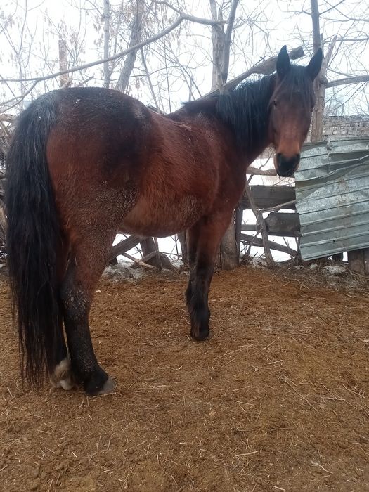 Продается кобыла крупная