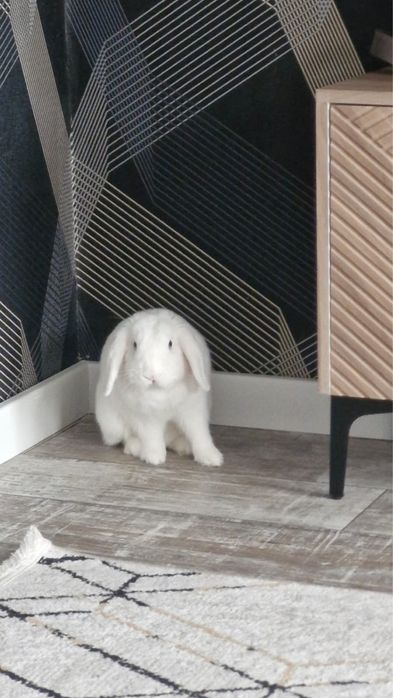 Голубогоазый кролик