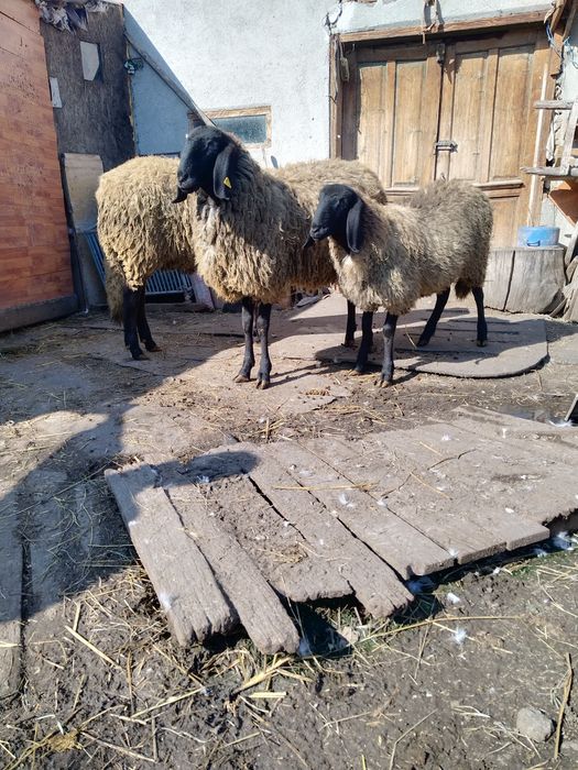 oi sarbesti rasa pura