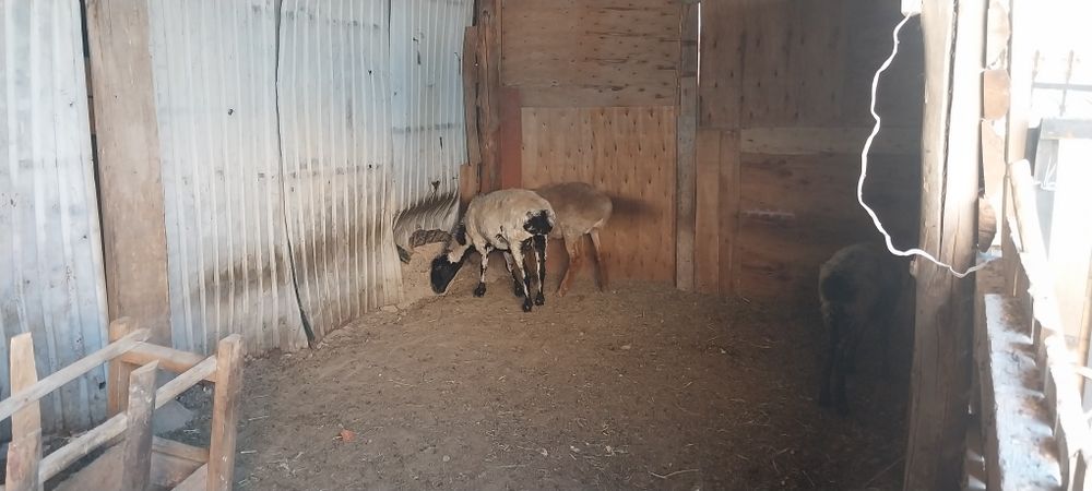 Пышаққа жарамды қой ешкілер бар