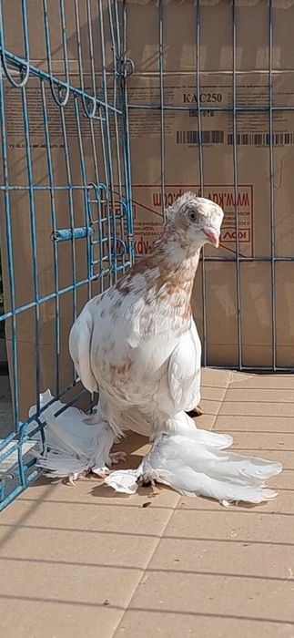 Голуби игровых кровей
