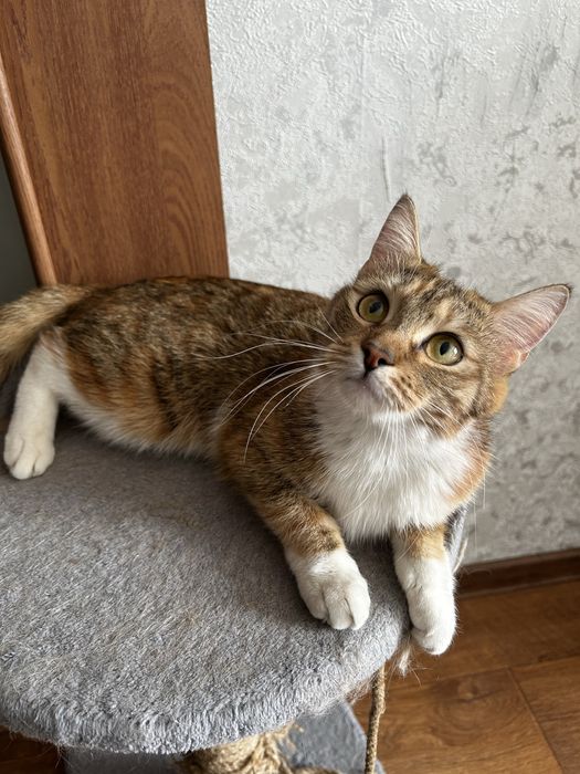 Отдам кошку в добрые руки